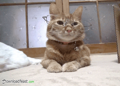 Best Image Format for Your Website. JPEG vs PNG vs GIF vs SVG 7 cat animated gif