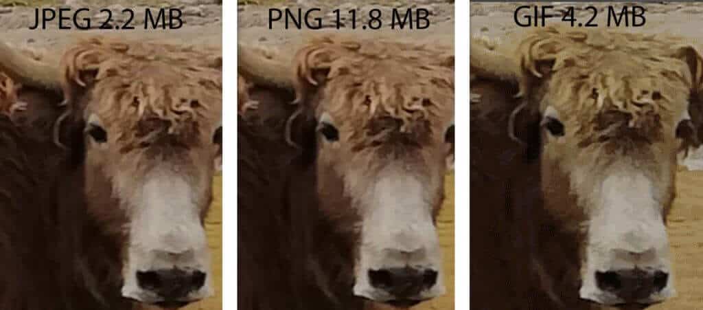 Best Image Format for Your Website. JPEG vs PNG vs GIF vs SVG 11 jpgpnggif zoom new - WebPlover